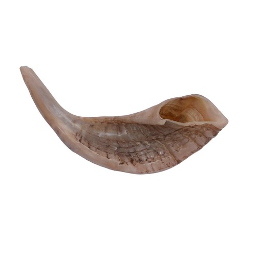 Widder horn shofar - widder,