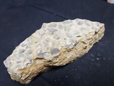 Echter VERSTEINERTER