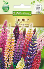 N.L.Chrestensen  Lupine