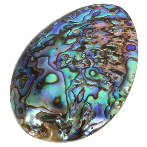 Muschel abalone - abalone,