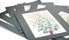 10 original Holzschnitte Leonhart Fuchs Basel 1543 New Kreüterbuch altkoloriert