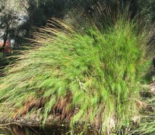 SAMEN Bambus Ziergras Terrasse naturnaher Garten hat nicht jeder Sämereien Saat