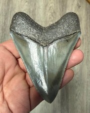 fossiler Haizahn Megalodon