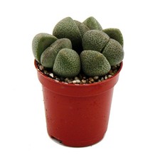 Exotenherz pleiospilos nelii - nelii,