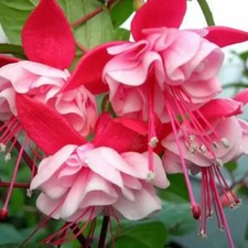 SAMEN FUCHSIE GEFÜLLT PINK WEISS 5 STÜCK