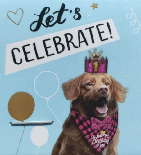 Hunde geburtstagsparty - hunde,
