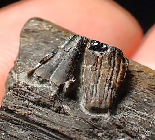 Fossil ichthyosaurier - fossil,