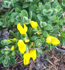 Ginster kissenginster cytisus - ginster,