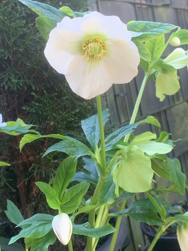 Christrose samen aus - 10,