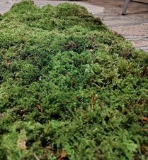 XL Nagetiere Moosplatte 75x25, echtes Moos, Substrat, Bodengrund, Nager, Moss