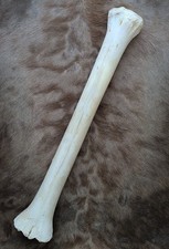 Giraffenknochen giraffe bone
