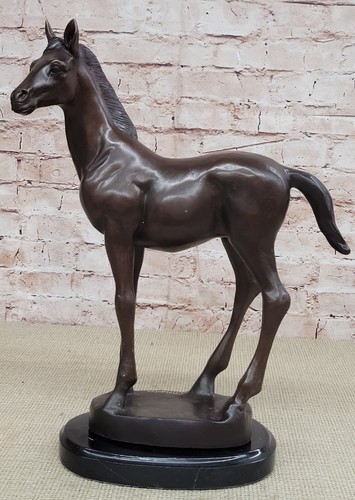 Arabian horse hengst - arabian,