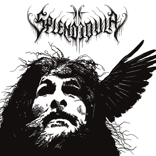 Splendidula somnus - -,