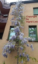 SAMEN Pflanze Rarität selten