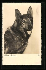 Schäferhund, ein treuer Wächter, Ansichtskarte 