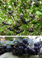 Schwarze Apfelbeere für den Garten schnellwüchsig Hecke Sträucher besondere Deko