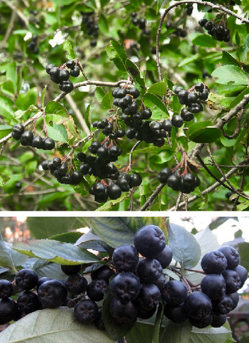 Schwarze apfelbeere für den - für,