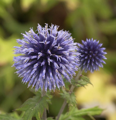 Graueblaue kugeldistel - kugeldistel,