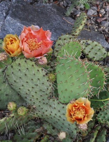Opuntia winterhart frosthart - winterhart,,