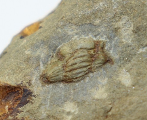 Trilobit rhenocynproetus sp - trilobit,,