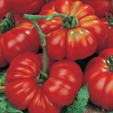 Italienische Tomate „Marmande Supercode 240“ Samen Tomatensamen