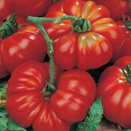 Italienische tomate - italienische,