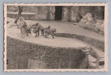 Munich 1940 - Zoo Enclosure