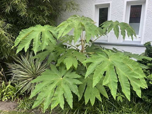 Sorten tetrapanax rex - tetrapanax,