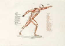 Anatomische Studien Wandkunst