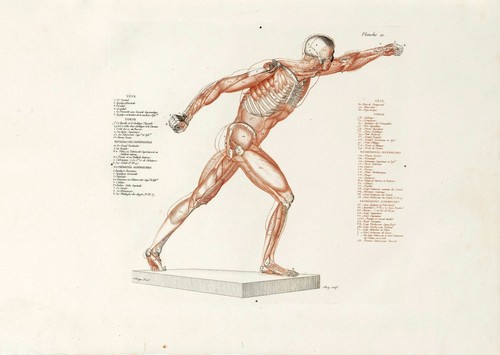 Anatomische studien wandkunst - studien,