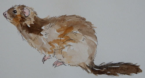 Aquarell gemälde frettchen - aquarell,