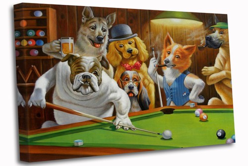 Hunde spielen pool m - spielen,