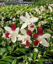 Phalaenopsis tetraspis - , 'c2'