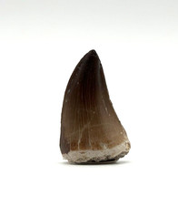 ★ 1 schöner großer