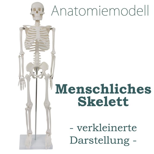 Menschliches skelett anatomie - menschliches,