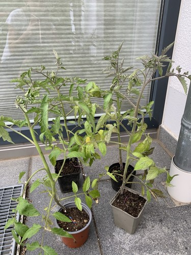 Tomaten fleischtomaten - tomaten,