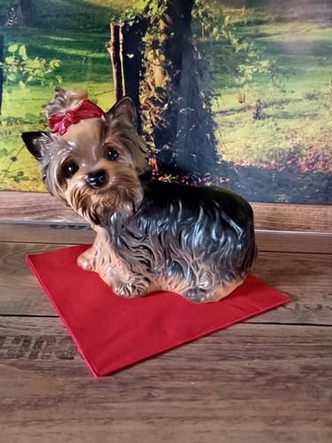 Yorkshire terrier von - terrier, goebel