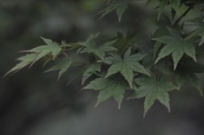 Nikon nikkor 180 - ai-s, f/2.8