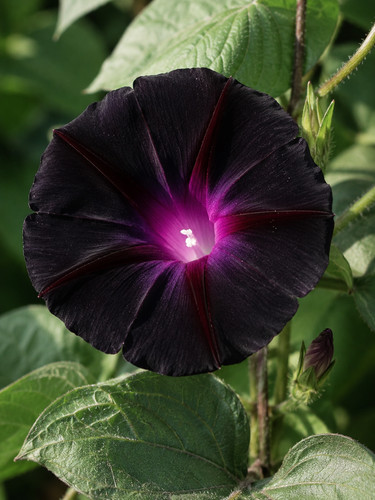 Ipomoea purpurea kniola - ipomoea,