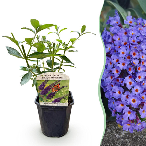 Schmetterlingsflieder buddleja - schmetterlingsflieder,