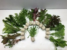 10 Bund Aquarienpflanze Wasserpflanze 2,70€/Stck 1 Bund /5-8 Stängel mit Versand