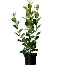 Aronia Nero schwarze Apfelbeere großfruchtige Sorte 30-60 cm 3 Liter Topf