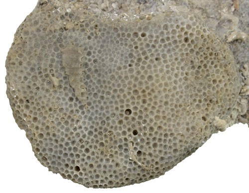 Silur propora speciosa - ,
