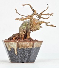 Bonsai Jap. Winterbeere - Ilex