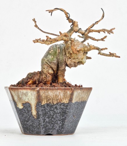 Bonsai jap winterbeere - bonsai, jap.