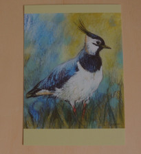 1x Postkarten Kiebitz Loes