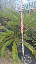 Cycas revoluta 160–180cm Sagopalme Japanische Palme Stamm 70–80cm Palmfarn