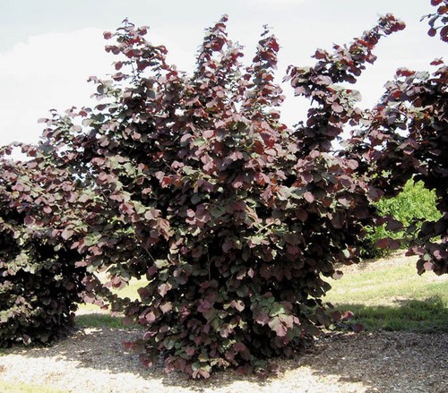 Purpurhasel haselnuss - purpurhasel,