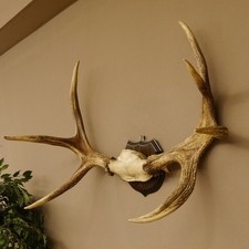 Elch Geweih Schädeltrophäe