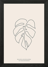 Rhaphidophora tetrasperma - rhaphidophora,